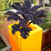 Rotoluxe Chumbo Planter at MetropolitanDecor