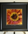 Example-zinniaintechnicolor-black20_medium_cropped