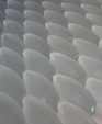 Seaside_frost_white_oval