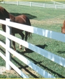 Spur-htp-1_medium_cropped