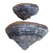 Pair of Shelf Fungi