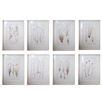 Constantin von Ettinghausen & Alois Pokorny Sepia Botanicals
