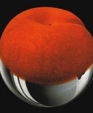 Peach_medium_cropped
