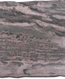 Crocodile_medium_cropped