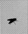 Big_screen_fly_medium_cropped