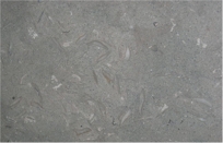 Grigio Fossil