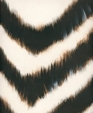 Zebra_medium_cropped