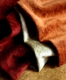 Morgane_medium_cropped
