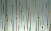 Glass- Botanica, Bamboo