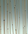 02_bamboo_medium_cropped
