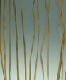 02_beach_grass_medium_cropped