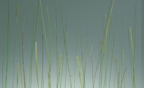 Glass- Botanica, Meadows
