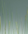 02_meadows_medium_cropped