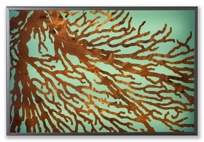 sea fan lightbox