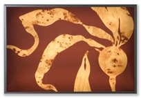 bull kelp lightbox